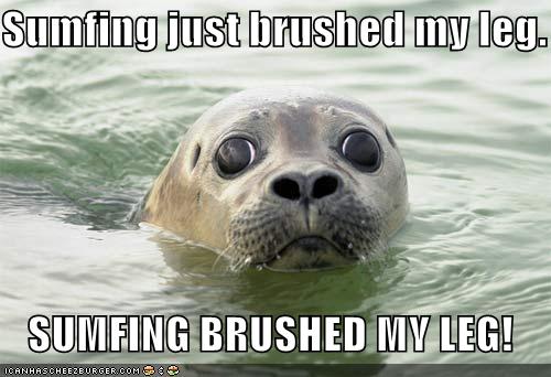 funny-pictures-brushed-seal-leg-panic_1009247_0.jpg