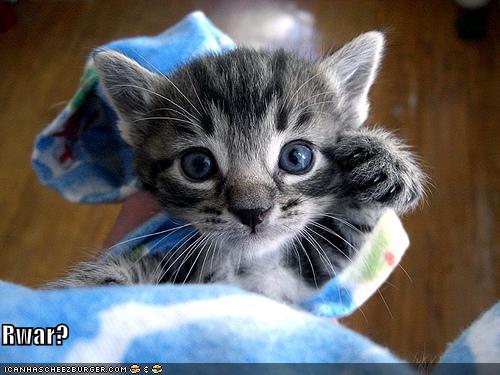 funny-pictures-kitten-rwar_1001369_0.jpg