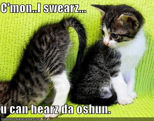 funny-pictures-kittens-butt-hear-ocean_1008953_0.jpg