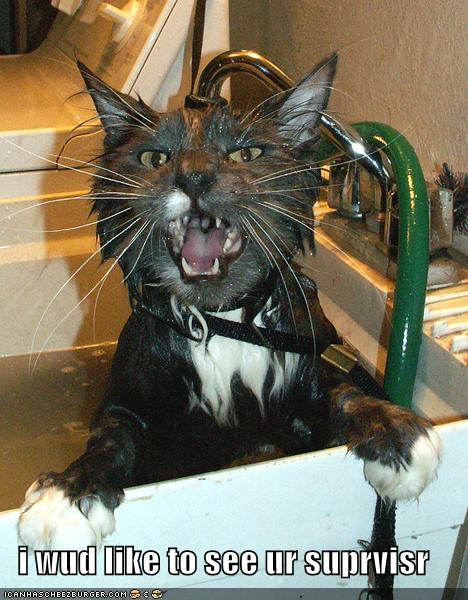funny-pictures-cat-bath-wants-supervisor_1015608_0.jpg