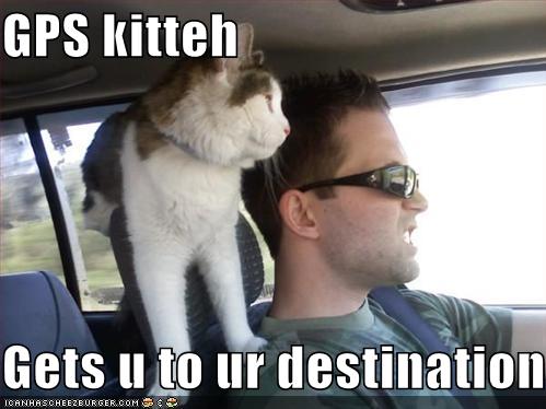 funny-pictures-gps-cat_1014759_0.jpg
