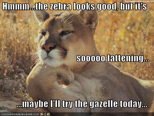 funny-pictures-lion-talks-diet_1011014_1.jpg