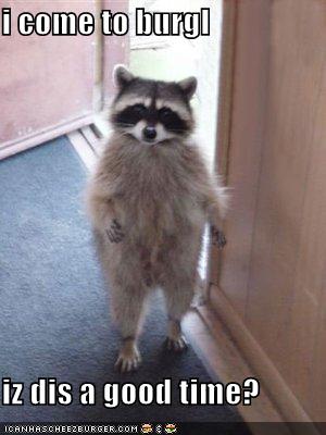funny-pictures-raccoon-came-to-burgle_1011526_0.jpg