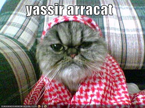 funny-pictures-yassir-arracat_1011014_0.jpg