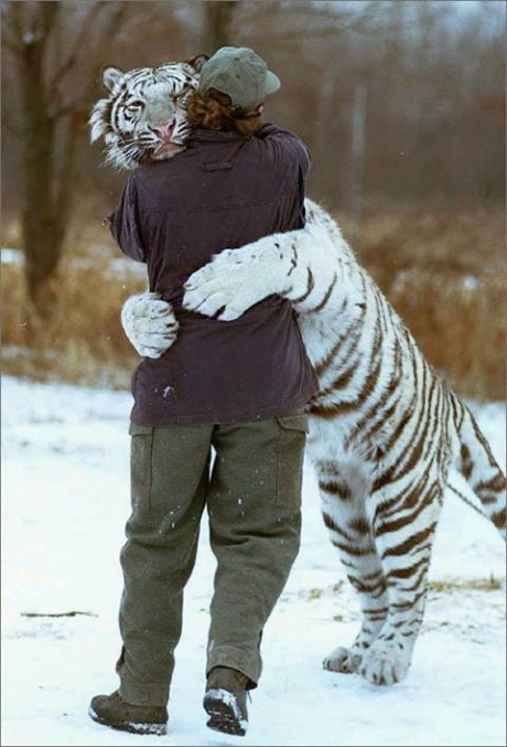 Tiger_Hug_1025338_0.jpg