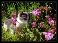 kattungen1zr3th_1025403_0.jpg