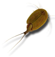 triops_1036723_0.jpg