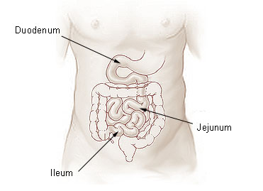 Illu_small_intestine_1053593_0.jpg