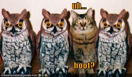 funny-pictures-cat-poses-as-an-owl_1056184_0.jpg