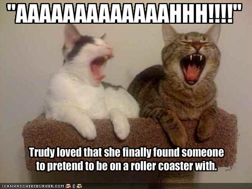 funny-pictures-cats-pretend-that-they-are-on-a-roller-coaster_1055693_0.jpg