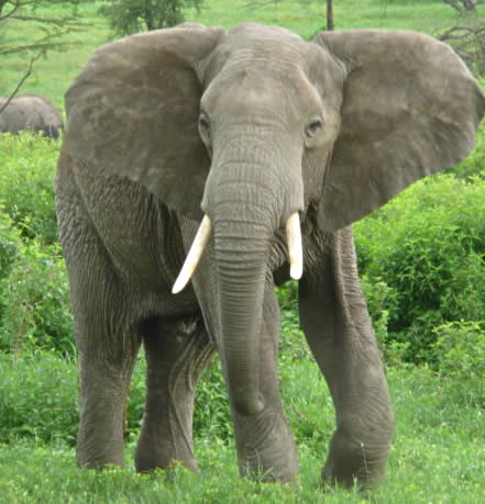 elephant_1068565_0.jpg