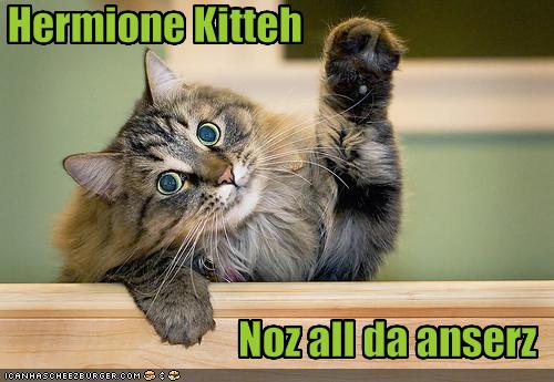 funny-pictures-hermione-cat-knows-all-the-answers_1068434_1.jpg