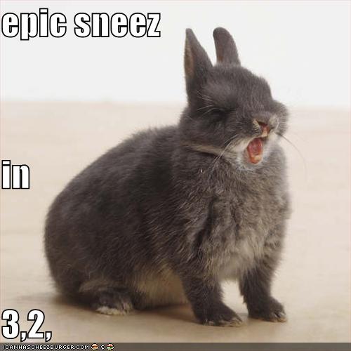 funny-pictures-rabbit-is-about-to-have-an-epic-sneeze_1065033_0.jpg