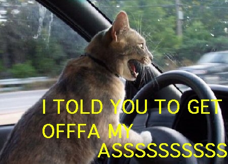 driving_cat_1076595_1.jpg