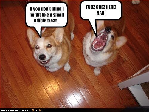funny-dog-pictures-dogs-ask-for-treats_1070187_0.jpg
