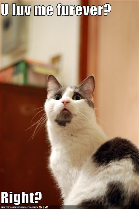 funny-pictures-cat-asks-if-you-love-him-forever1_1079447_0.jpg