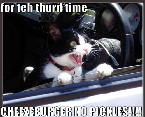 funny-pictures-cat-drive-thru_1076595_0.jpg