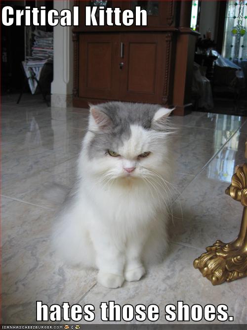 funny-pictures-critical-cat-hates-your-shoes_1071393_0.jpg