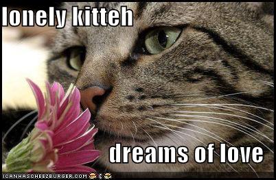 funny-pictures-lonely-cat-dreams-of-love_1077867_0.jpg