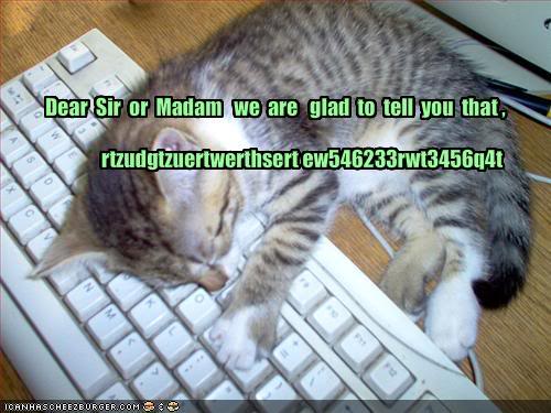 funny-pictures-kitten-falls-asleep-_1087365_0.jpg