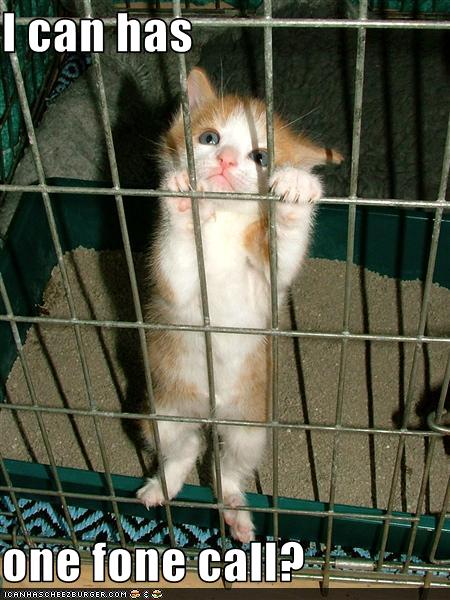 funny-pictures-your-kitten-wants-a-phonecall-from-jail_1085816_0.jpg