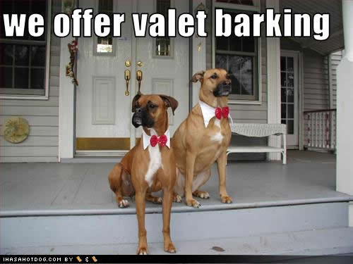 funny-dog-pictures-valet-barking_1098076_0.jpg