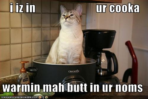 funny-pictures-cat-warms-his-butt-in-your-dinner_1098189_0.jpg