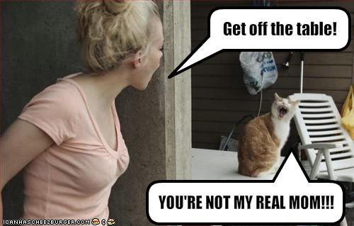 funny-pictures-cat-and-human-argue_1100577_0.jpg