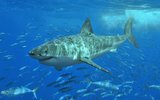 th_shark_1105296_0.jpg