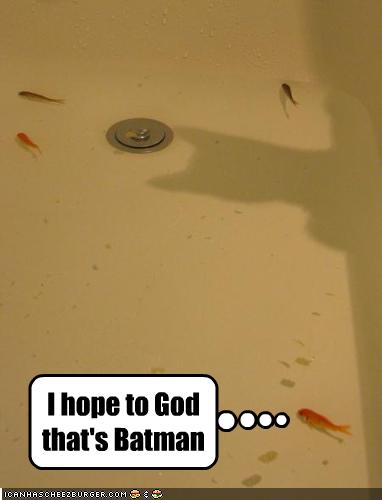funny-pictures-fish-hope-a-shadow-is-batman_1112719_0.jpg