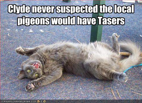 funny-pictures-local-pigeons-have-tasers_1114346_0.jpg