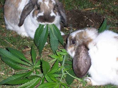 stonedbun_1117679_0.jpg