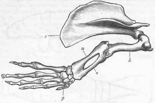 Fig-379-Fore-limb-and-hand-of-the-Manatee-Manatus-Ameri_1130225_2.jpg