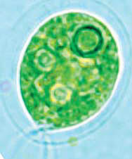haematococcus1_1136518_1.jpg