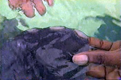 manatee_toe_nails_06_1130225_1.jpg