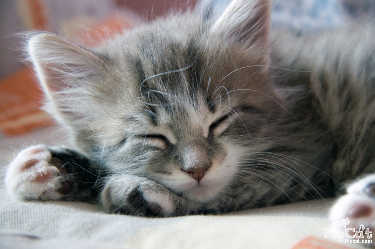 sleeping_kitty_1140454_0.jpg