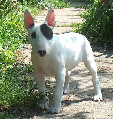 bull_terrier_pup_1155187_0.jpg