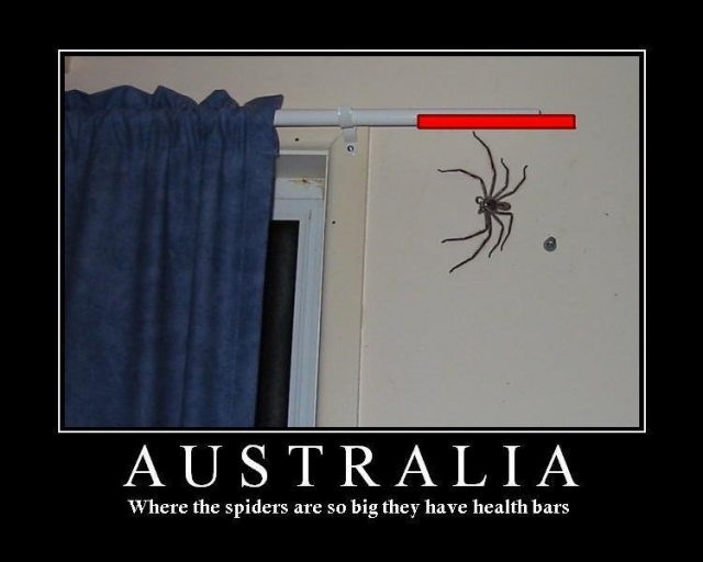small_australian_spiders_1150536_0.jpg