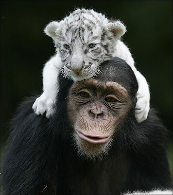 chimp-and-tiger-1_1162765_0.jpg