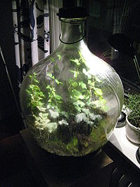 200px-Hedera_helix_in_a_sealed_carboy_1182302_0.jpg
