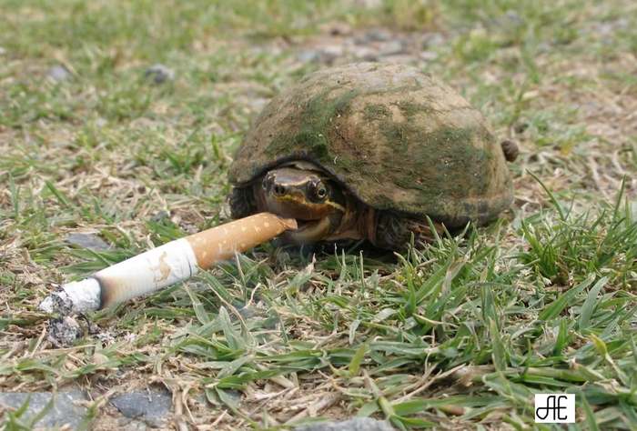 565335_Smoking_turtle_1183876_0.jpg