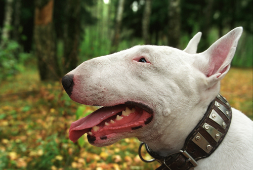 bullterrier_1188815_0.jpg