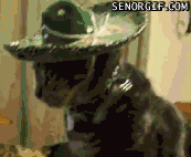 cat-gif-que_1185600_0.gif