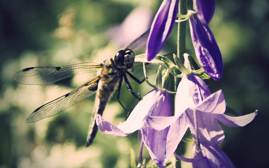 the_dragonfly_2_by_aofg-d2yzo1m_1183622_2.jpg