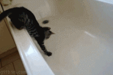 1252938103catintub_1190181_0.gif