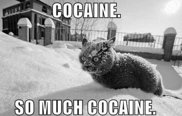 cocaine_cat_1198074_0.jpg