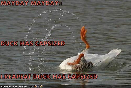 funny-pictures-duck-has-capsized_1194596_0.jpg