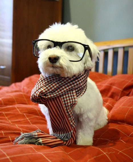 funny-cute-hipster-dog_1210071_0.jpg