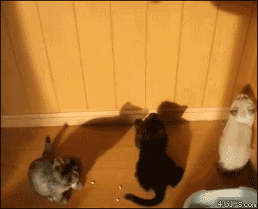 Kittens-hand-shadow-collision_1236205_0.gif