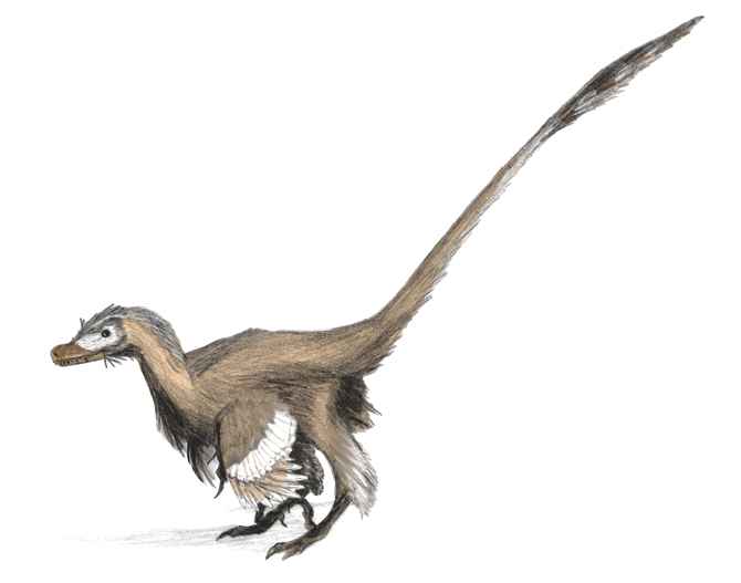 Velociraptor4b_1239652_3.jpg